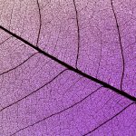 MicroCounseling online 60 ore (2026)